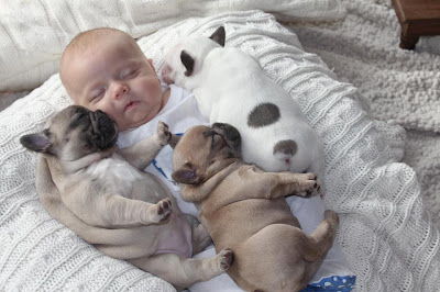 baby and puppies
