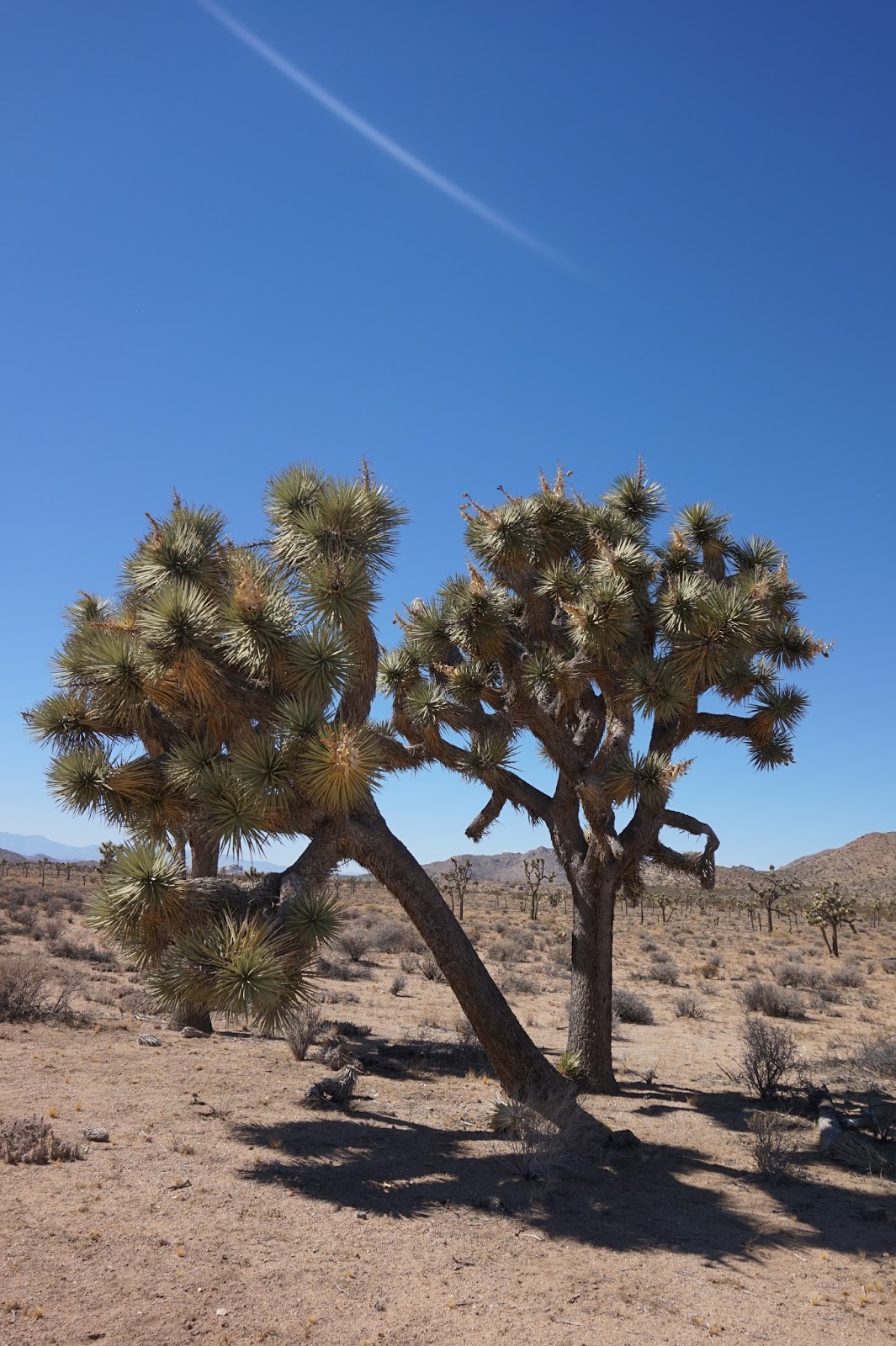 why is it called the tree of life