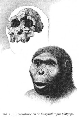 Kenyanthropus