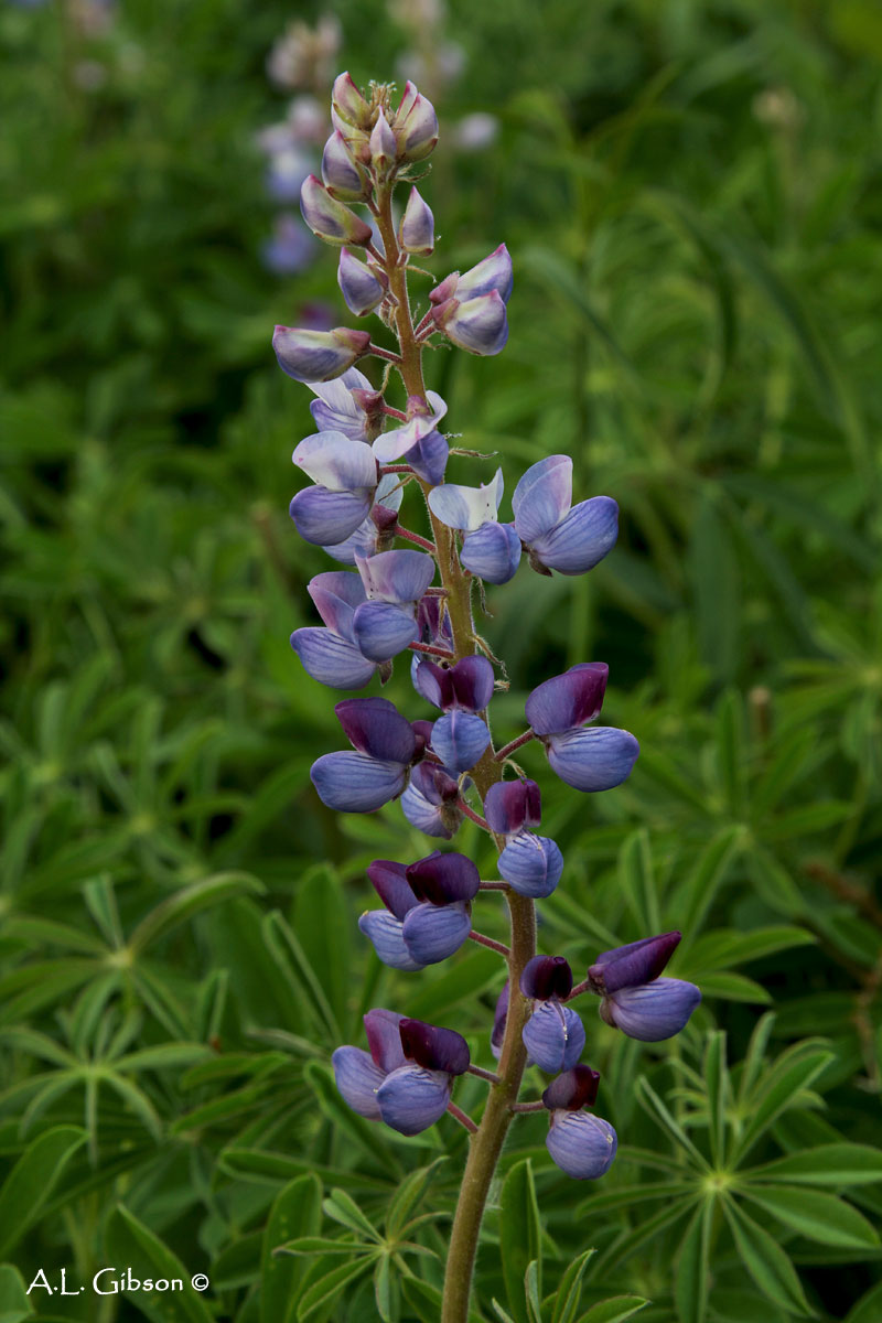 The Buckeye Botanist Wild Lupine Oak Openings Spring Fireworks Show
