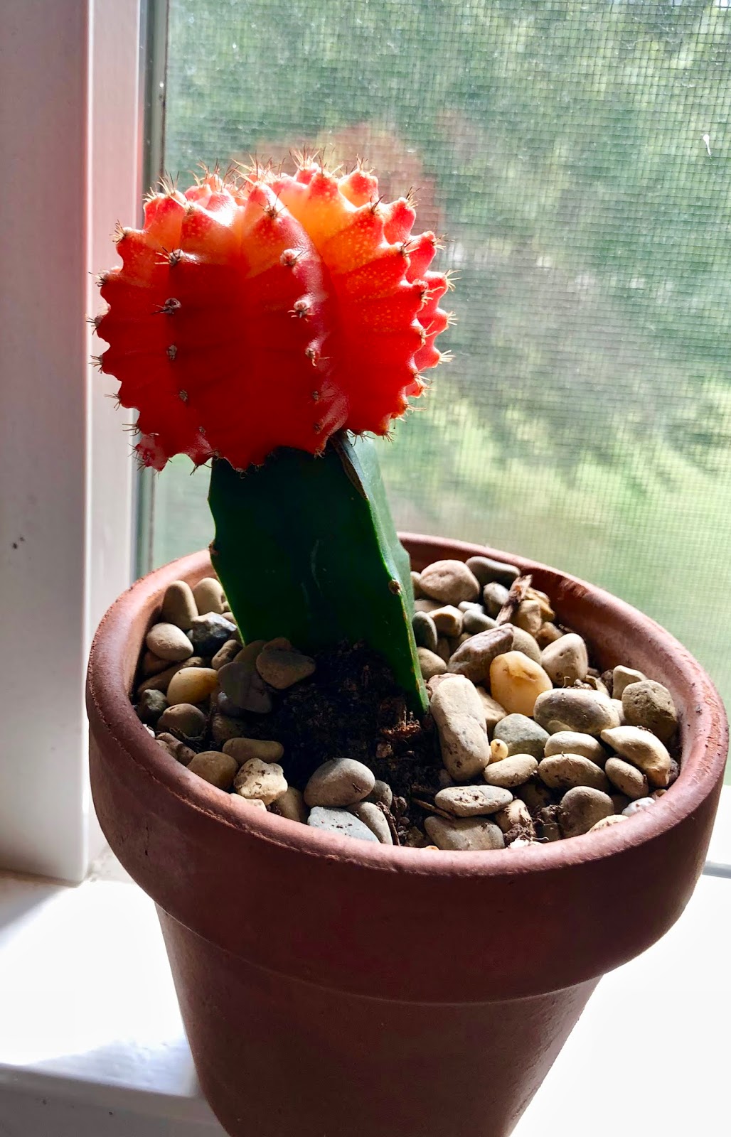 Lily's Indoor Jungle Moon Cactus Care and Tips