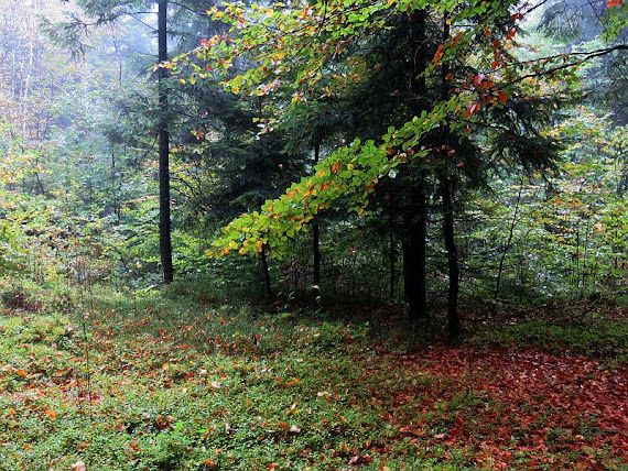 Jura jura