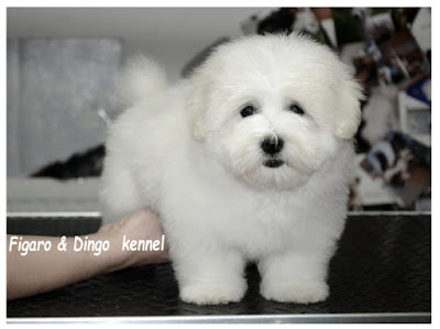 coton_de_tulear_mladici