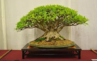 Ficus Retusa Bonsai tree 