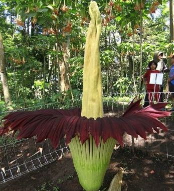  Hewan  dan  Tumbuhan  Langka  di Indonesia Berpendidikan