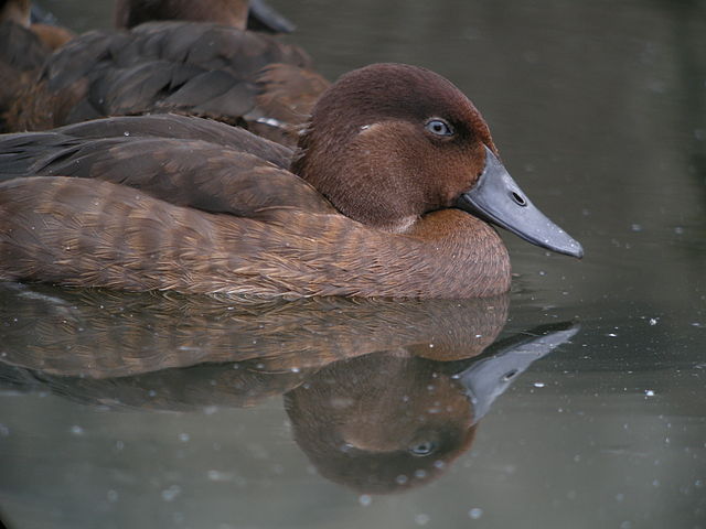 Madagascar Pochard is a bird that looks like a duck. It is the second rarest bird in the world.