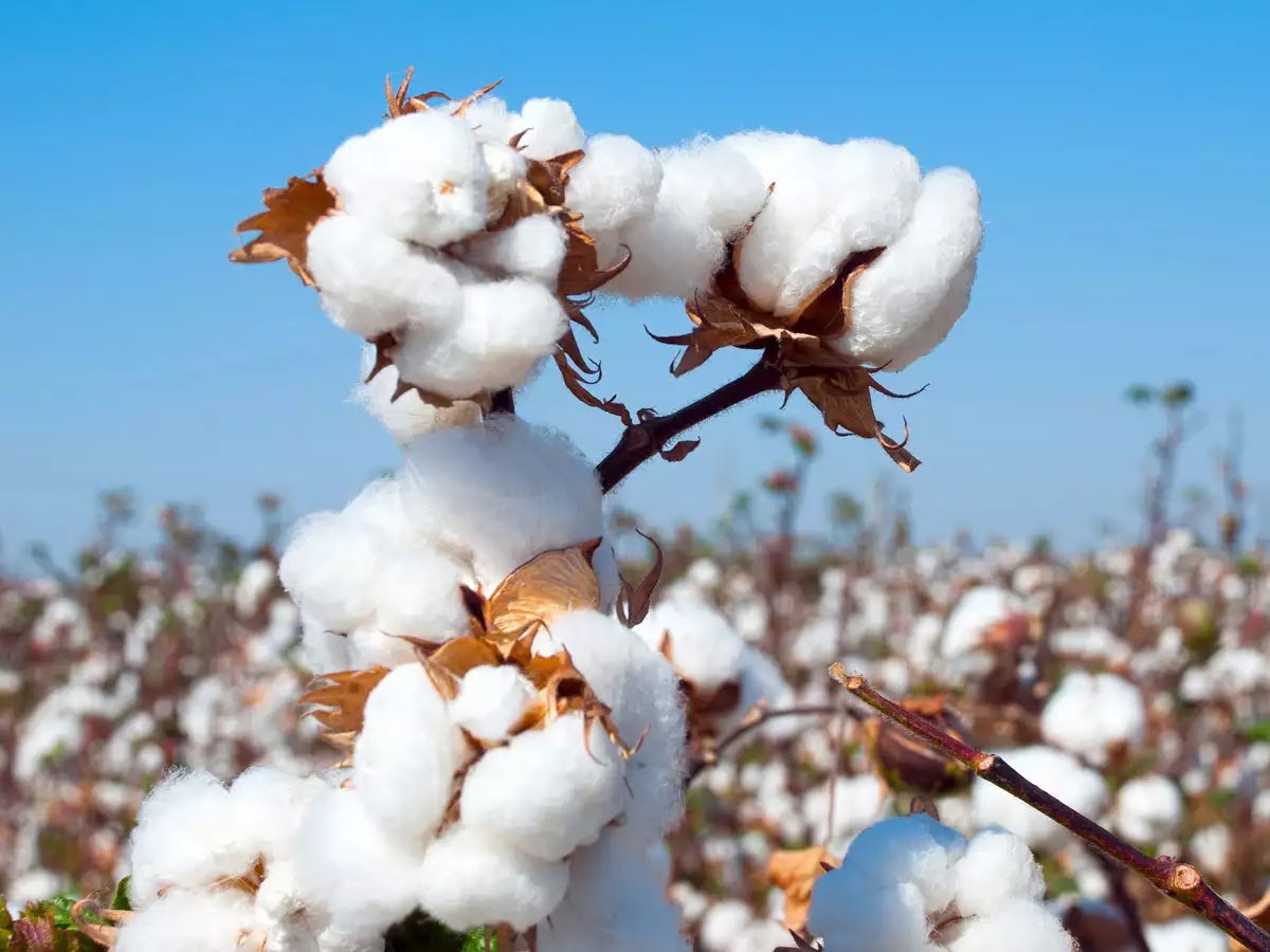 Cotton ( કપાસ ) Agricultural Information and Guidance (કૃષિ માહિતી