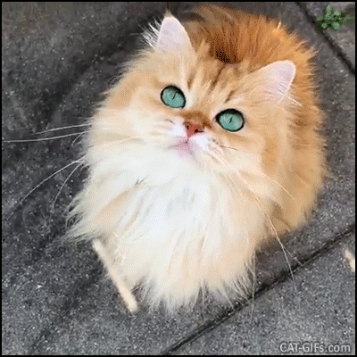 Amazing Cat GIF • Gorgeous Smoothie, Queen of fluff with emerald eyes and black eyeliner, it's unbelievable! Amazing Cat GIF • Gorgeous Smoothie, Queen of fluff with emerald eyes and black eyeliner, it's unbelievable!