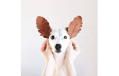 grain free dog treat recipes