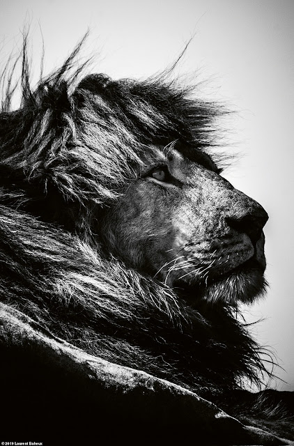 The majestic lion king in beautiful black and white photos