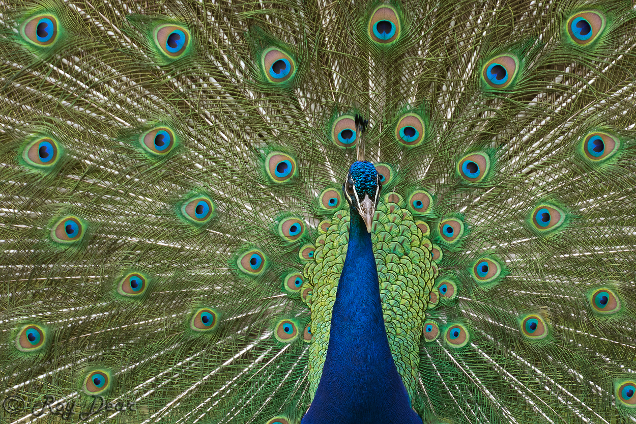 Foto's Pauw