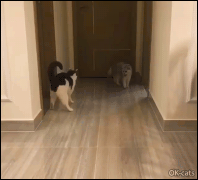 Crazy cat GIF • Weird cat doing the dance fight, bouncing everywhere trying to impress another cat Crazy cat GIF • Weird cat doing the dance fight, bouncing everywhere trying to impress another cat