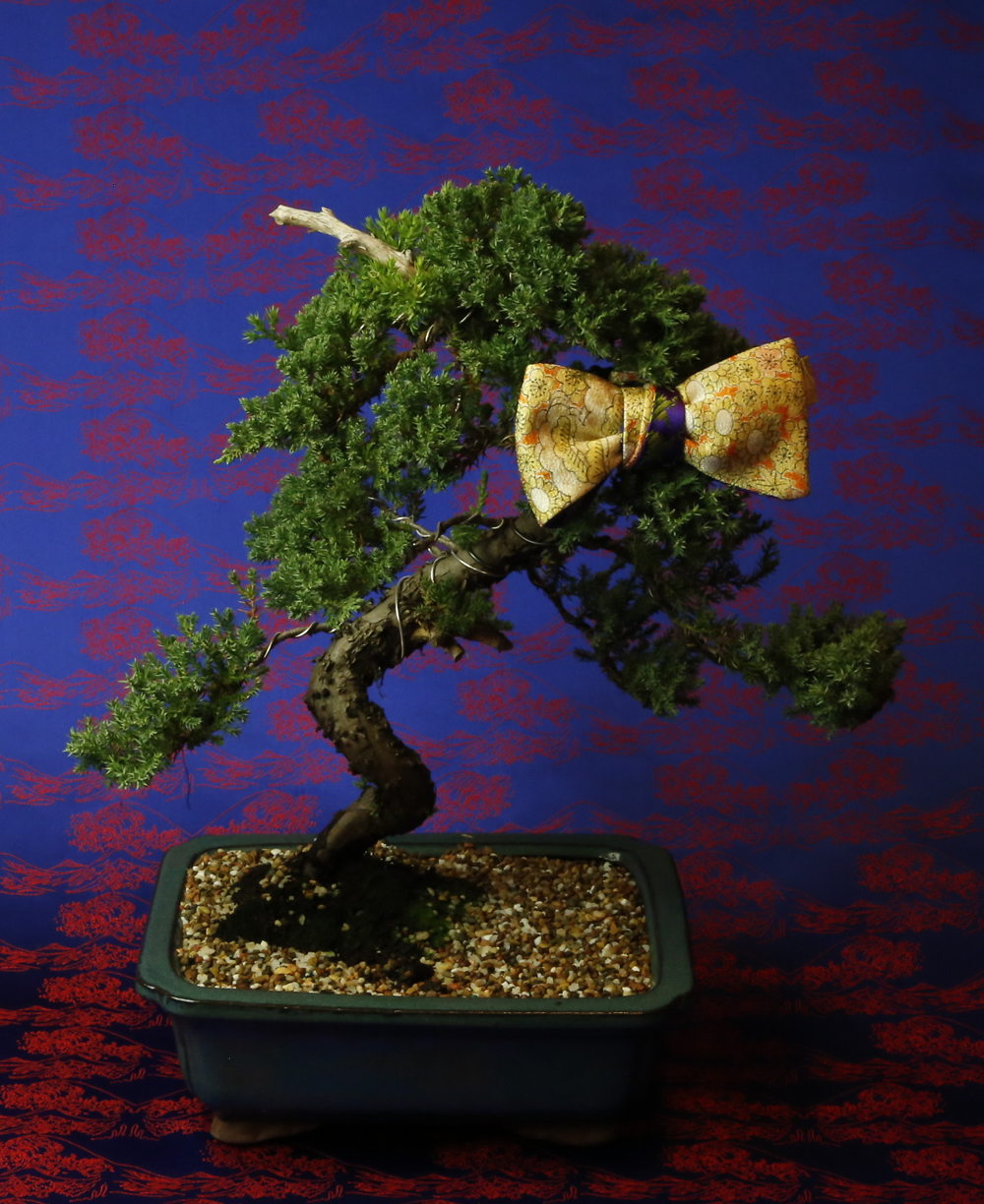 Le Noeud Papillon Of Sydney For Lovers Of Bow Ties Zen And The Art