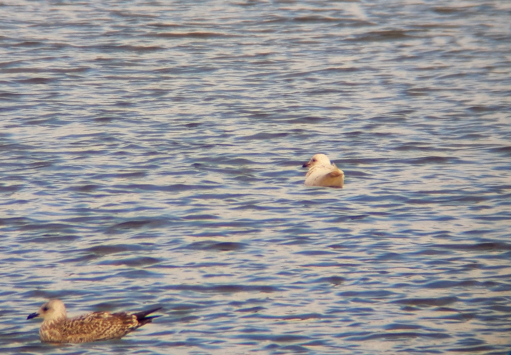 Not Quite Scilly White Gulls