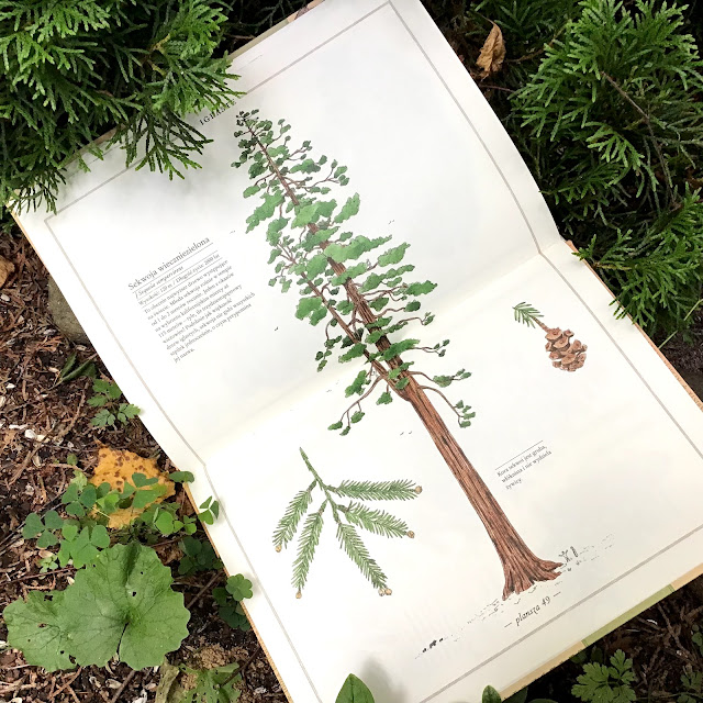 „Inwentarz drzew” Virginie Aladjidi, Emmanuelle Tchoukriel, Zakamarki, albumy przyrodnicze dla dzieci i dorosłych, dla każdego