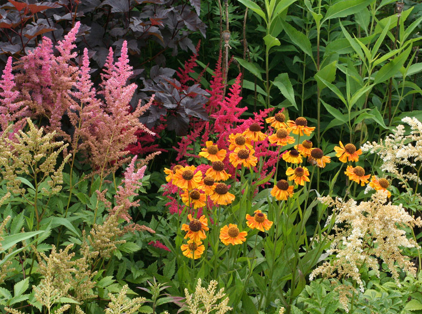 Bloomingwriter Gardening in Nova Scotia Top Ten Easy Perennials
