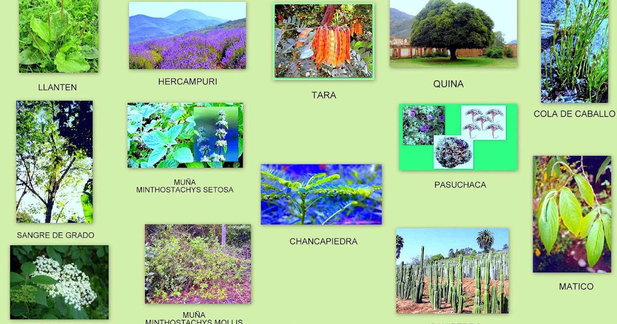 Animales y Plantas de Perú: Principales Especies Animales y Plantas de Perú: Principales Especies