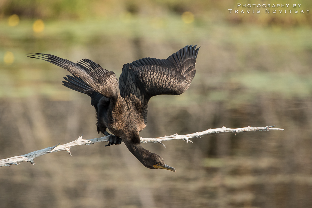 Photography by Travis Novitsky Photo Journal Little Lake Cormorant