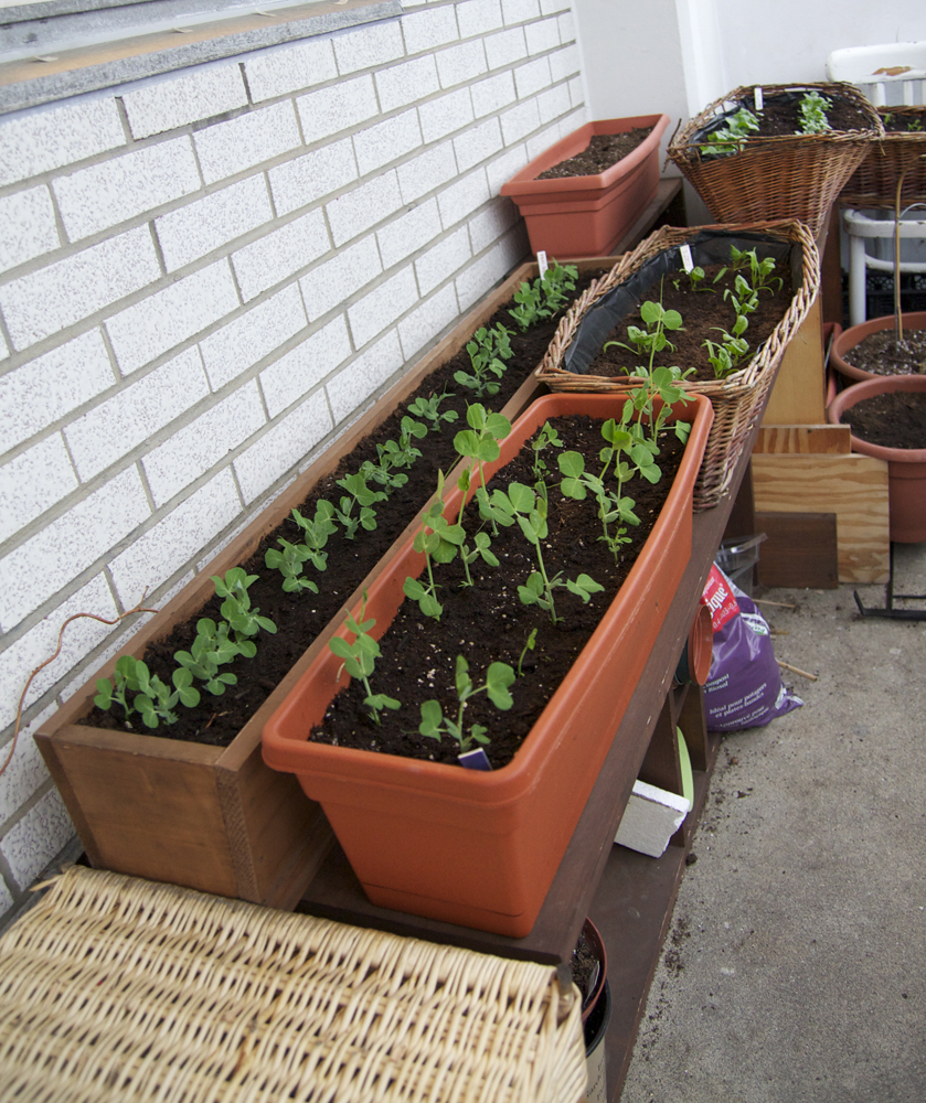 Toronto Balcony Gardening Balcony Container Garden Progress May 14