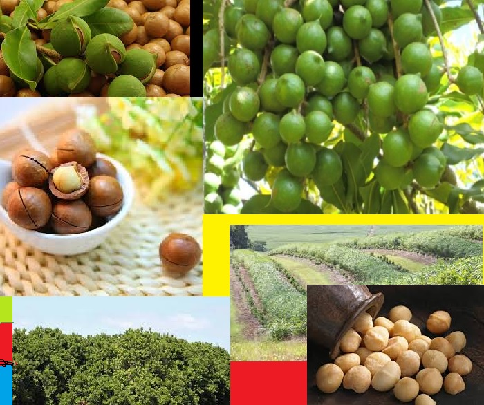 MACADAMIA NUTS FARMING IN KENYA HOW TO MAKE IT A HIGHLY PROFITABLE
