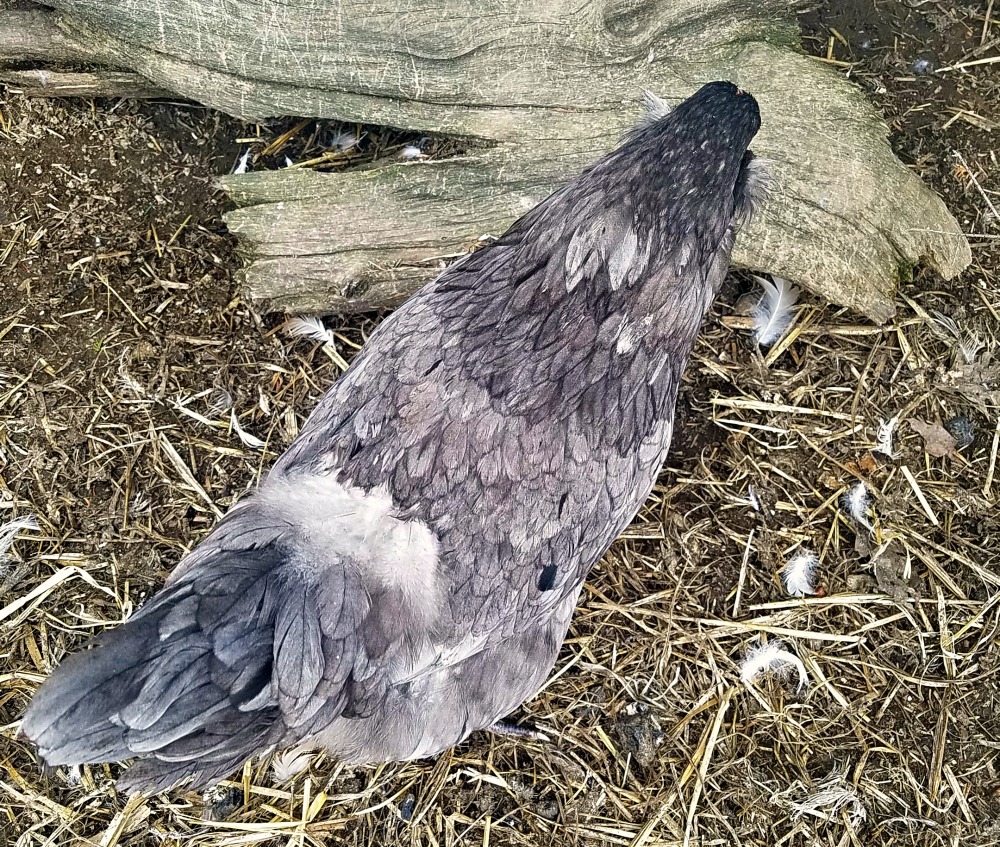 Feather Loss in Chickens Causes and Prevention Methods Fresh Eggs