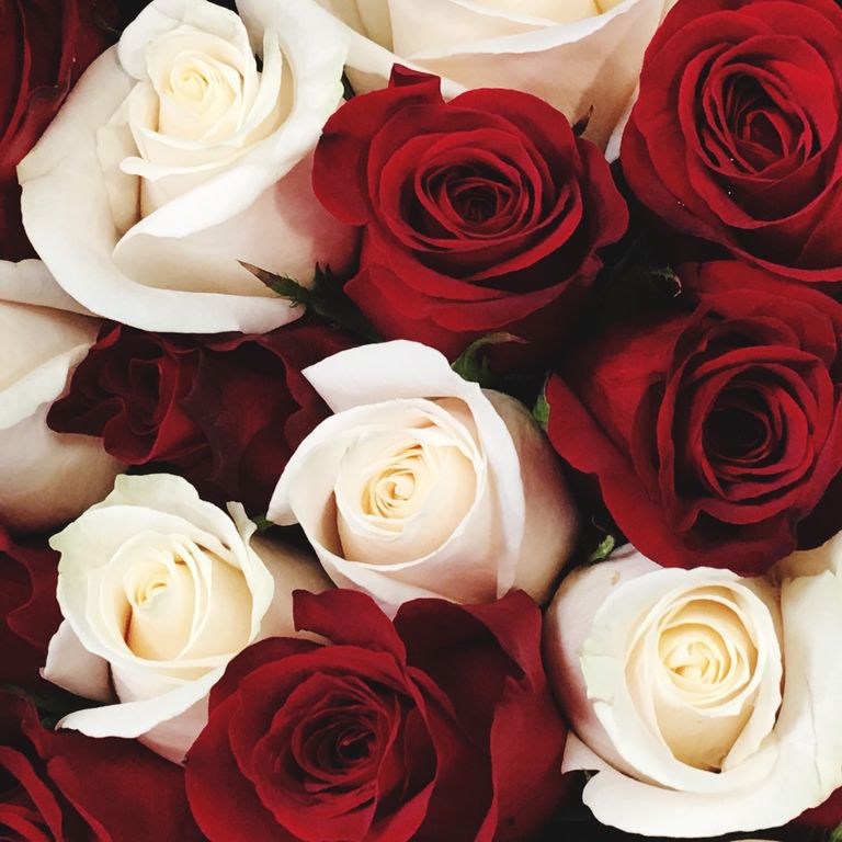 Beyaz Gulun Anlami Ne Ifade Eder Fall In Flover