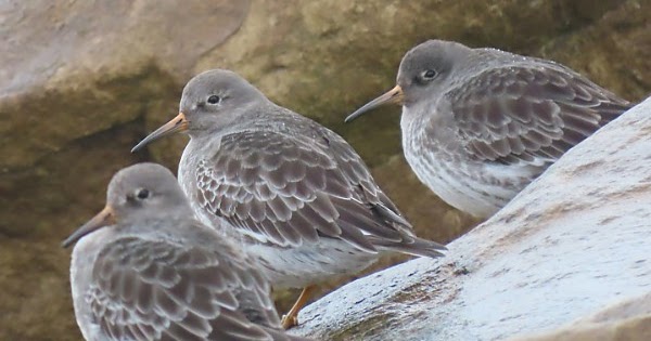 Dorset Birds: Sightings - Friday 27th December 2019