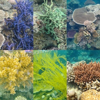 karimun jawa coral