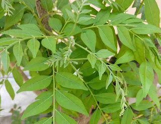 Cadi patta ke fayde Kadi patta ka ped