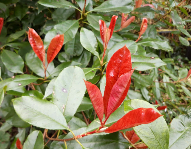 Garden Bloggers Blooms Day Photinia Red Robin