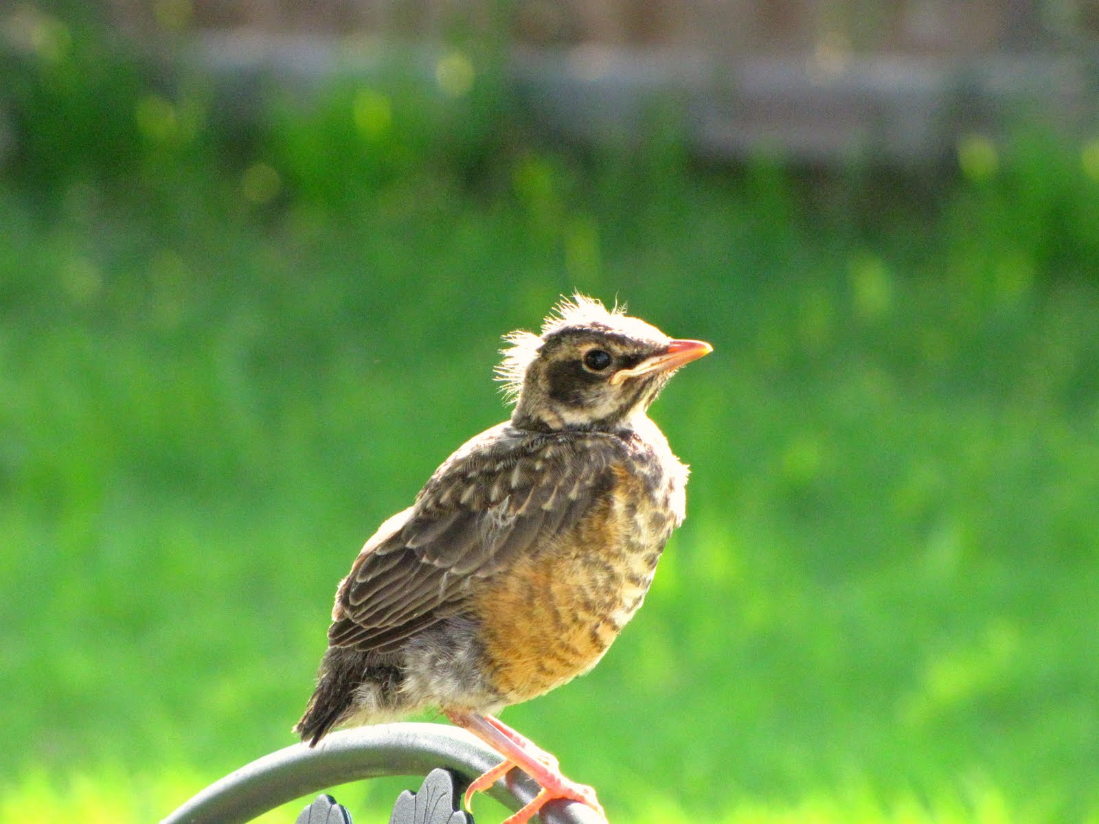 The Sparacino Chronicles Growth progression of baby robins