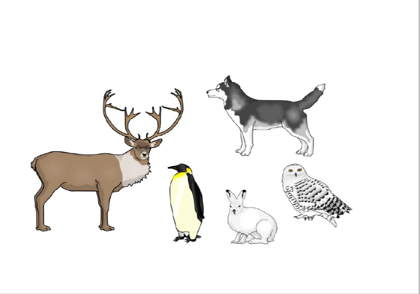 Картинки животные севера для детского сада