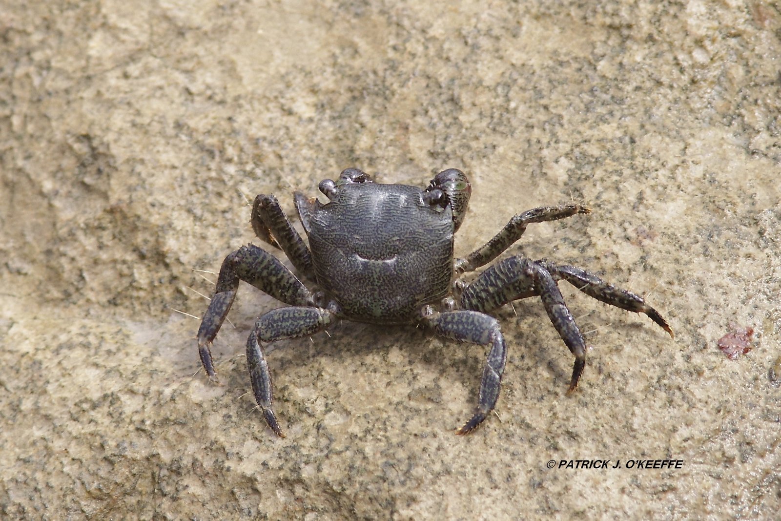 Raw Birds MARBLED ROCK CRAB (Pachygrapsus marmoratus) Llanes, Asturias