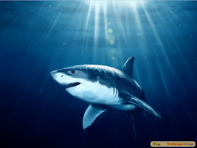 Shark HD Wallpaper For Desktop Shark HD Wallpaper For Desktop