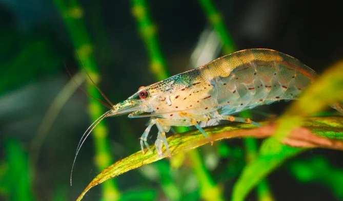 Udang Amano - 11 Ikan hias pemakan lumut aquarium