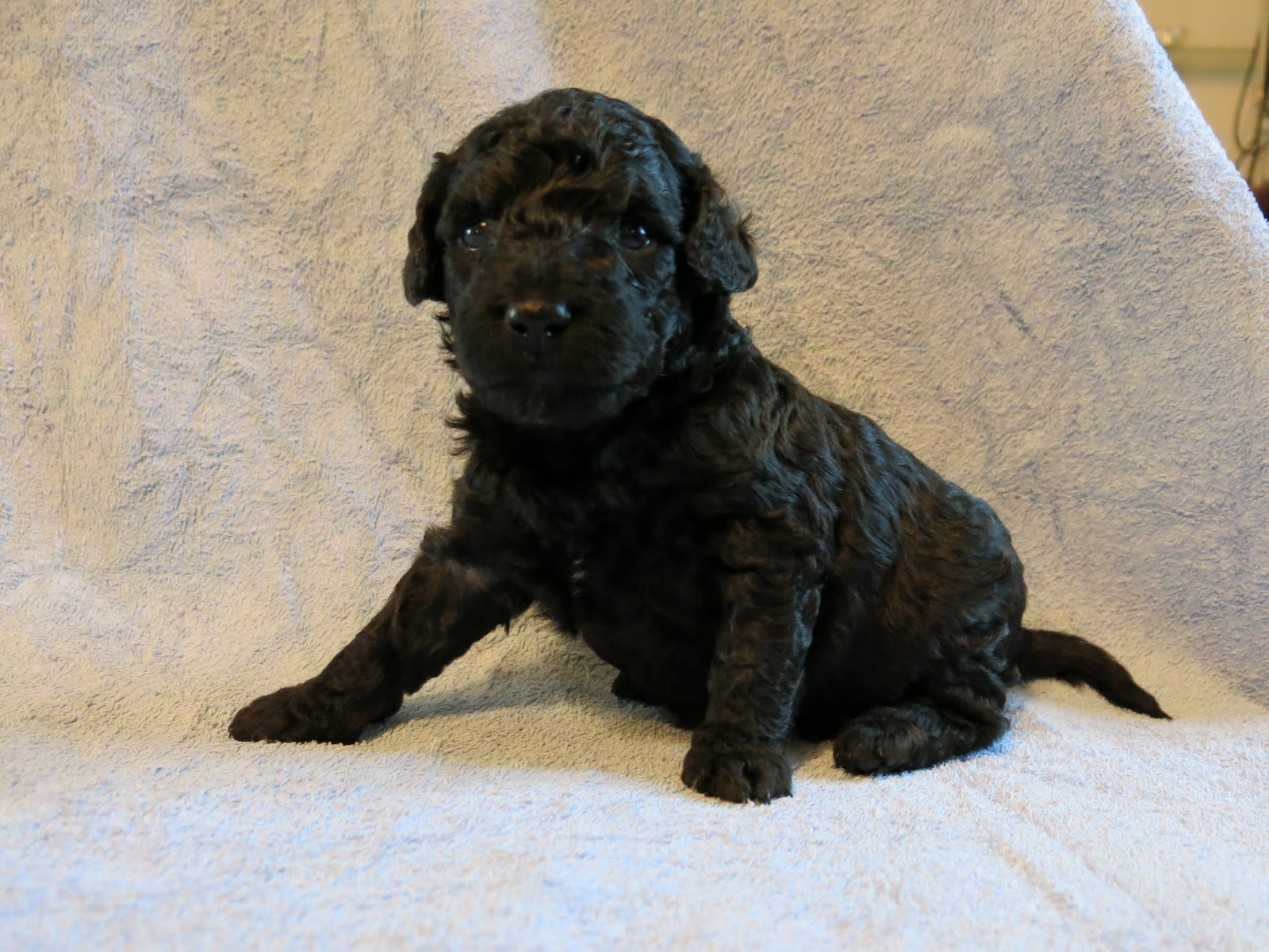 Flexi´s and Zamora´s Puppies, Flexis och Zamoras valpar, Spansk