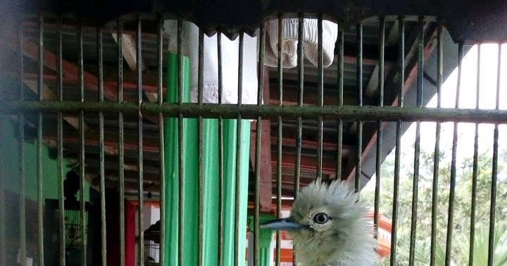 Contoh Gambar Lidah Dan Tenggorokan Burung Sirpu Jantan Telur