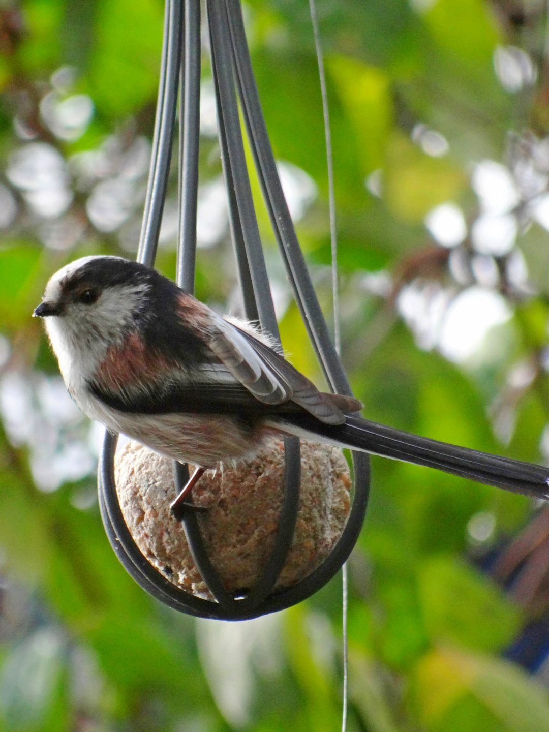 Boules de graisse pour oiseaux des jardins : retirez les filets