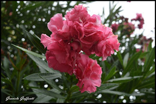 Flores Fotografía Graciela Guffanti