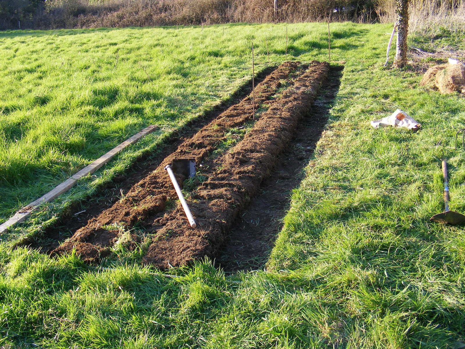 Growing Oca Breaking New Ground for Tuber Planting — The Celtic 'Lazy