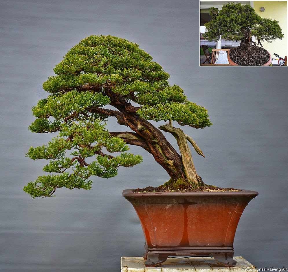 bonsai-living-art-juniper-urban-yamadori