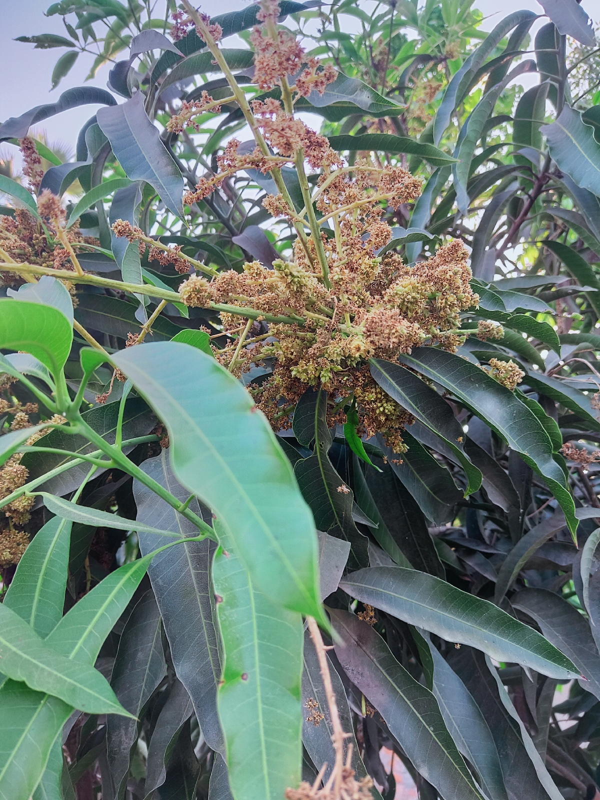 mango tree Health benefits of mango