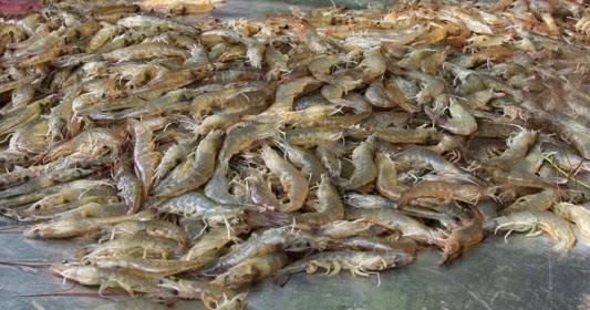 cara mudah budidaya udang 