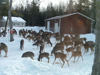 2013 Wisconsin Deer Hunting 