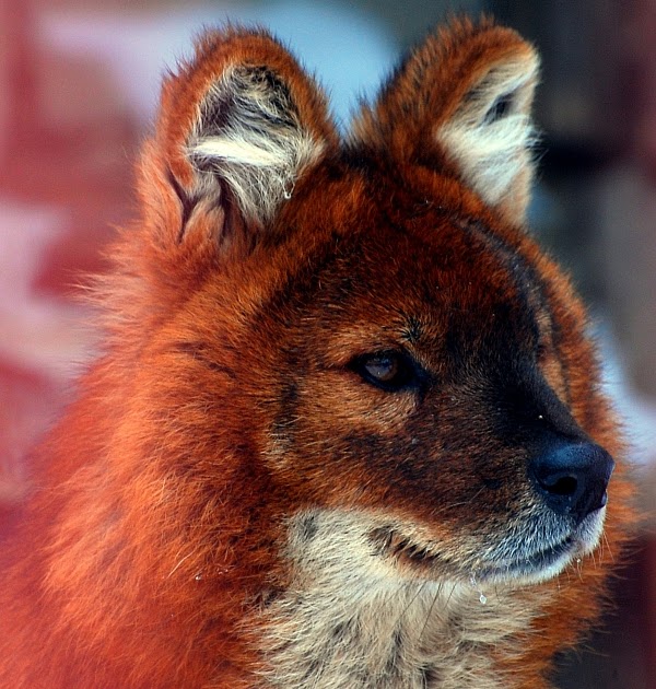 Красный горный волк. Красный горный волк. Моголлонский горный волк. Тянь-шанский красный волк. Красный волк и волк.