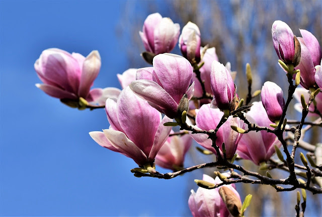 Magnolia sellowiana