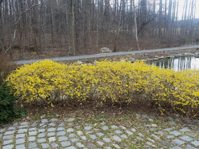 Future Plants By Randy Stewart Forsythia