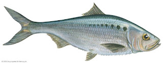 Shad Indian Fish Shad Indian Fish