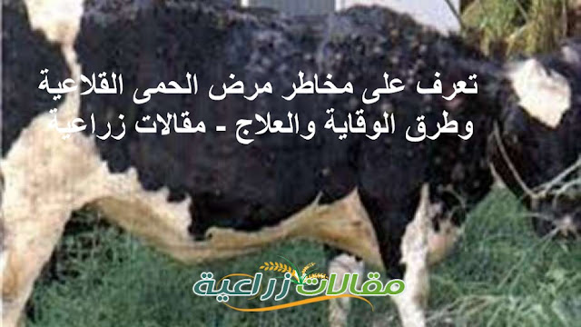 مخاطر مرض الحمى القلاعية وطرق الوقاية والعلاج - مقالات زراعية
