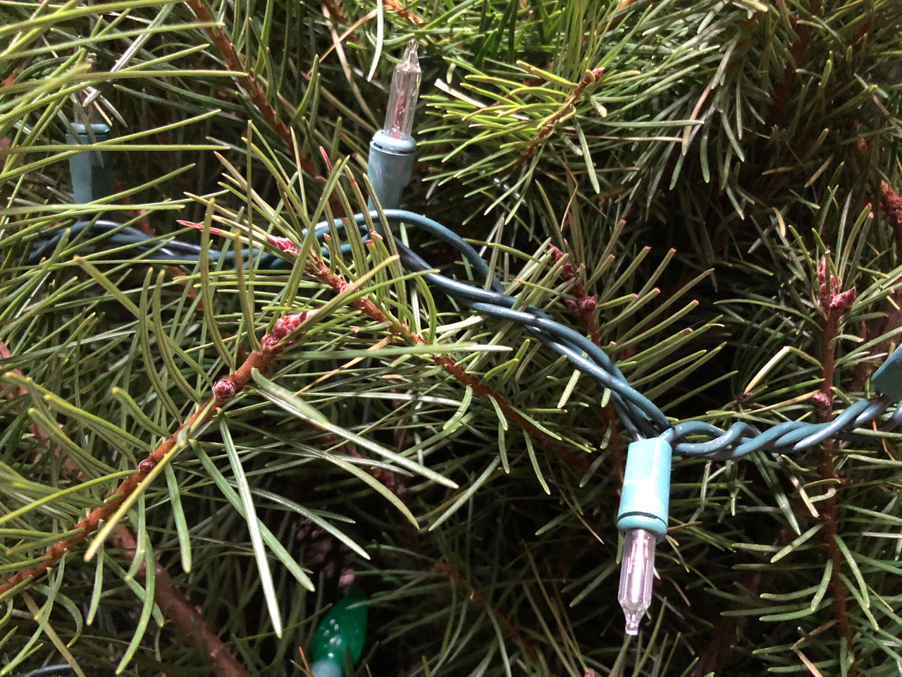 How to keep a living Christmas tree alive